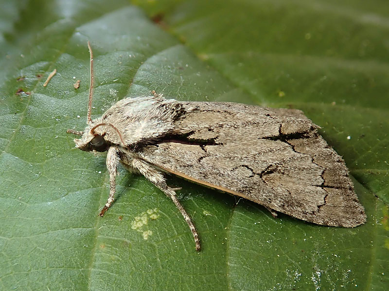 Noctuidae: Acronicta quale? ...  Acronicta sp.